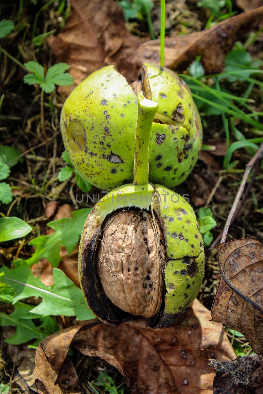 Vertical shot. Two walnuts inside a cracked green walnut shell on the ground. Zavidovici, Bosnia and Herzegovina.