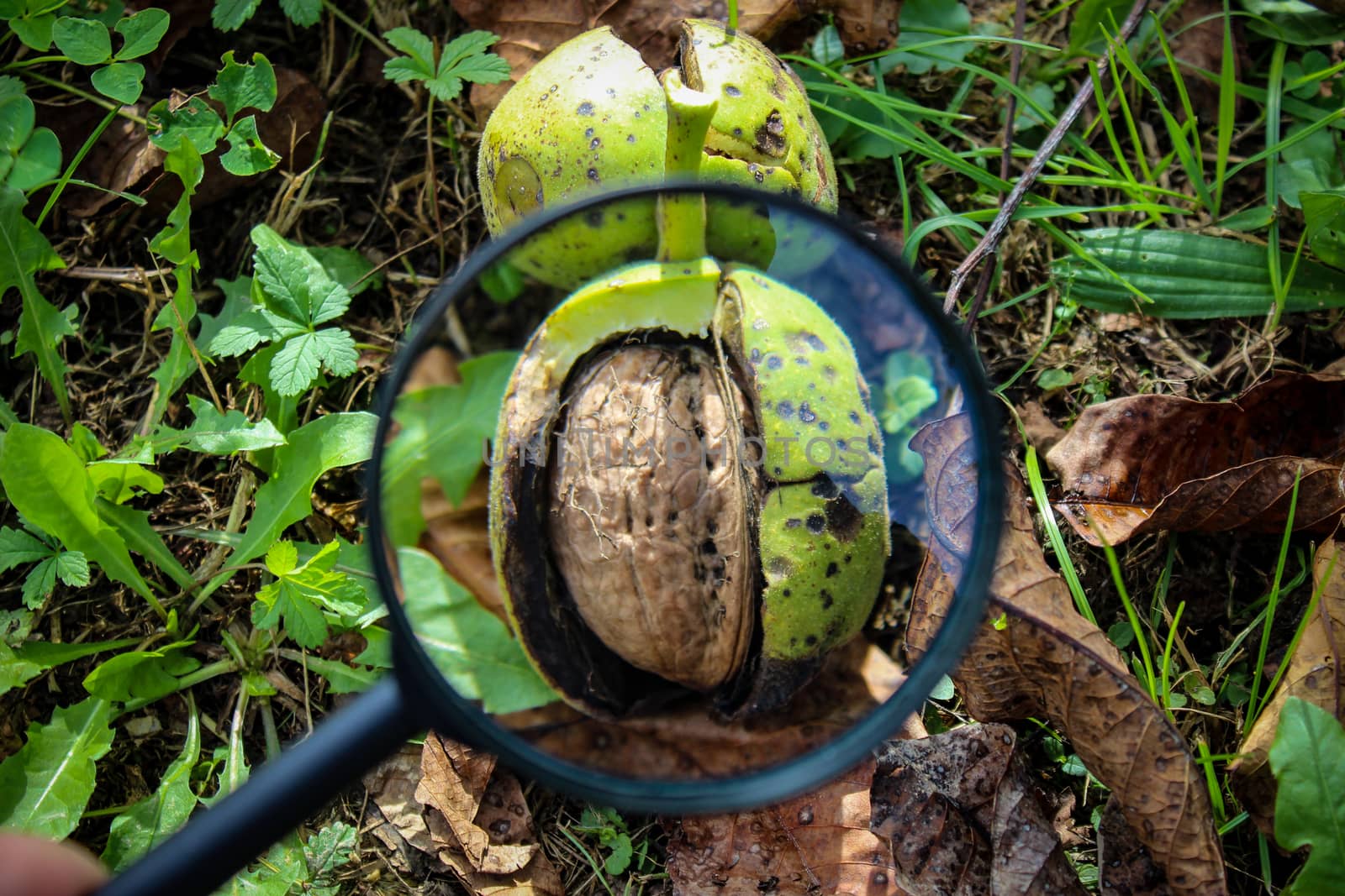 Walnut fruit inside the cracked green shell of the walnut on the ground is magnified through a magnifying glass. by mahirrov