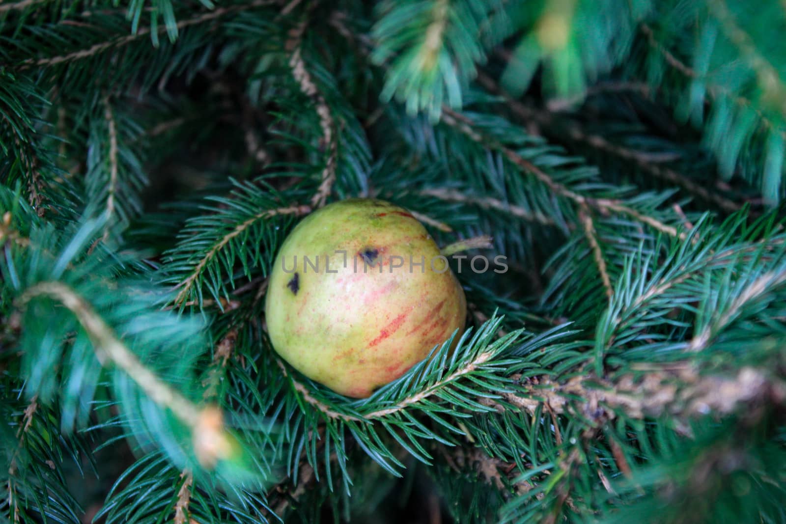 A small wild apple that fell on a Christmas tree and stuck to a branch. A little wild apple. by mahirrov