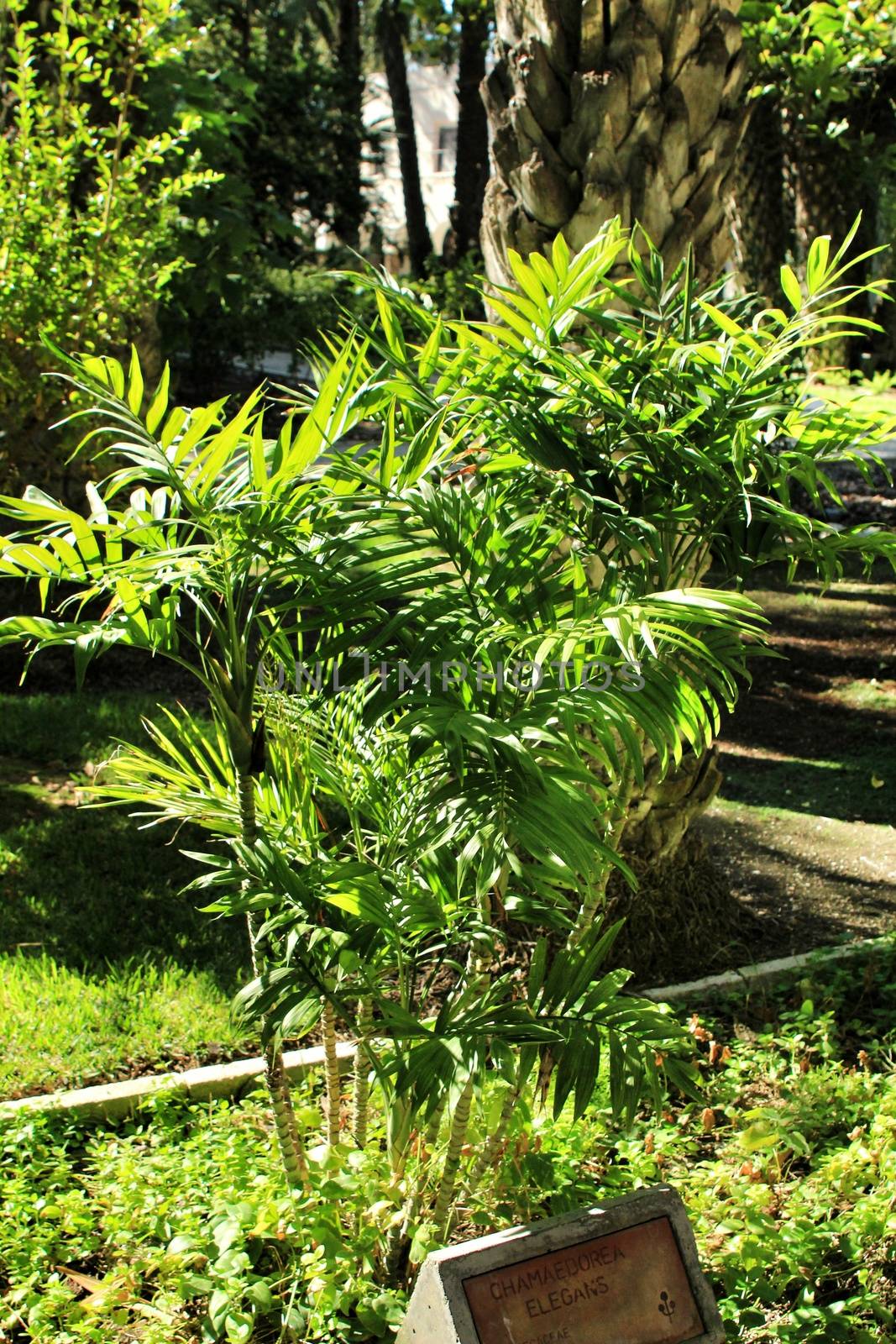 Chamaedorea Elegans plant in the garden by soniabonet