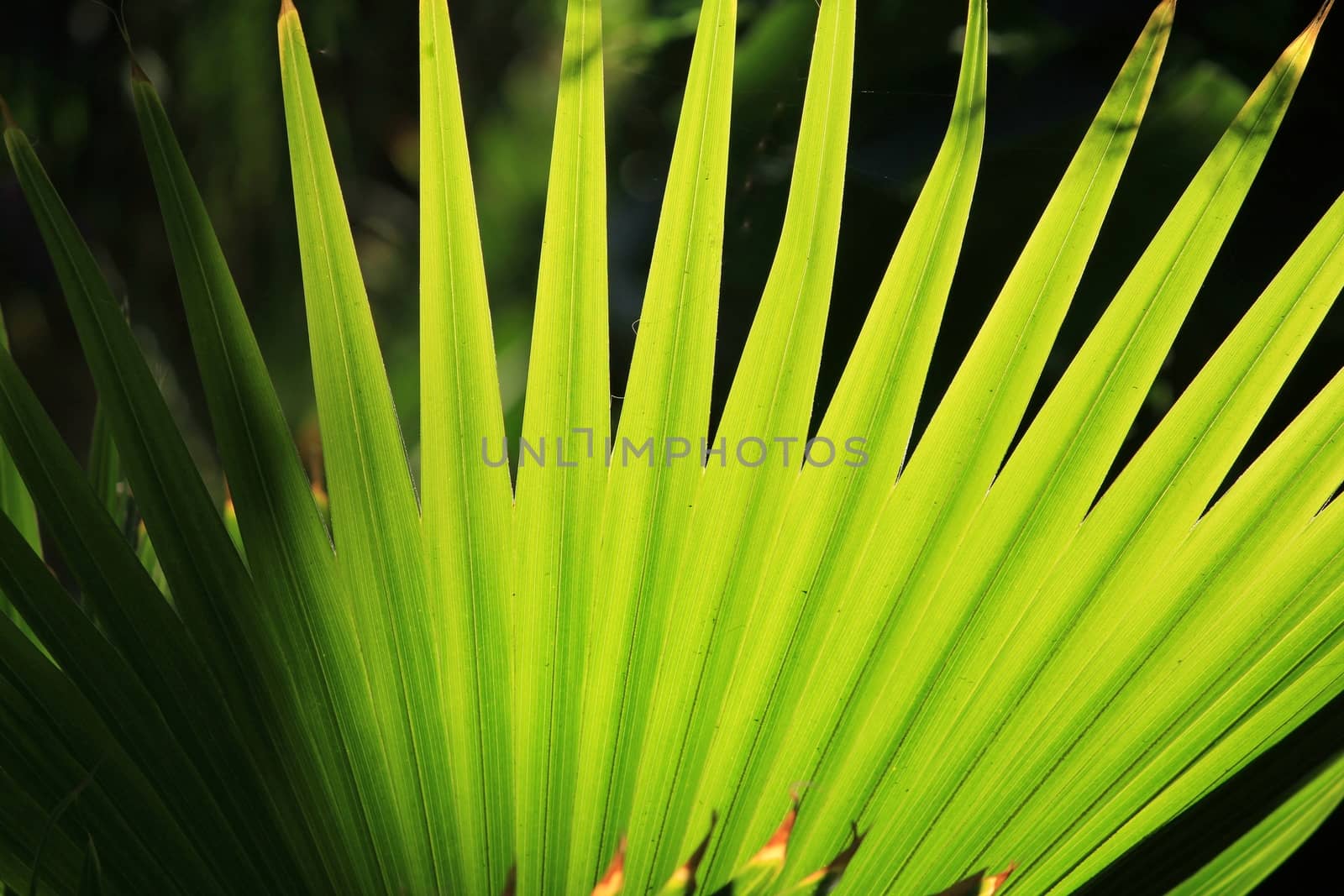 Latania loddigessi mart texture under the sun in a garden