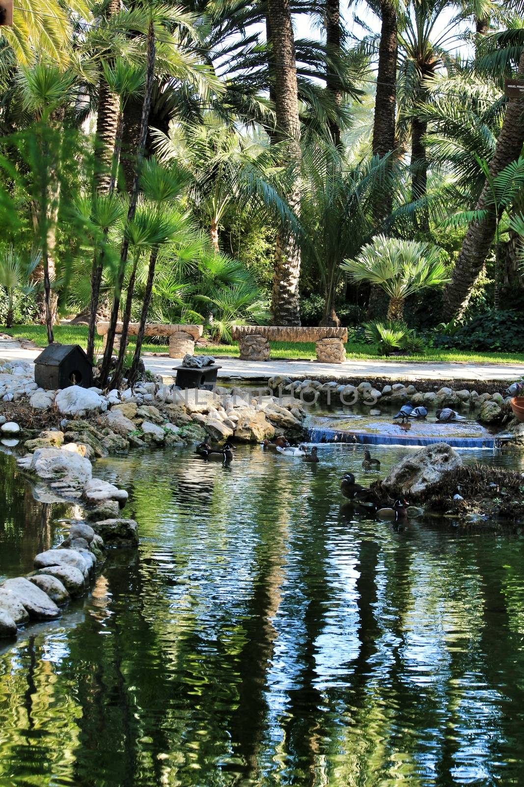 Ducks in a pond of a beautiful garden in Spain