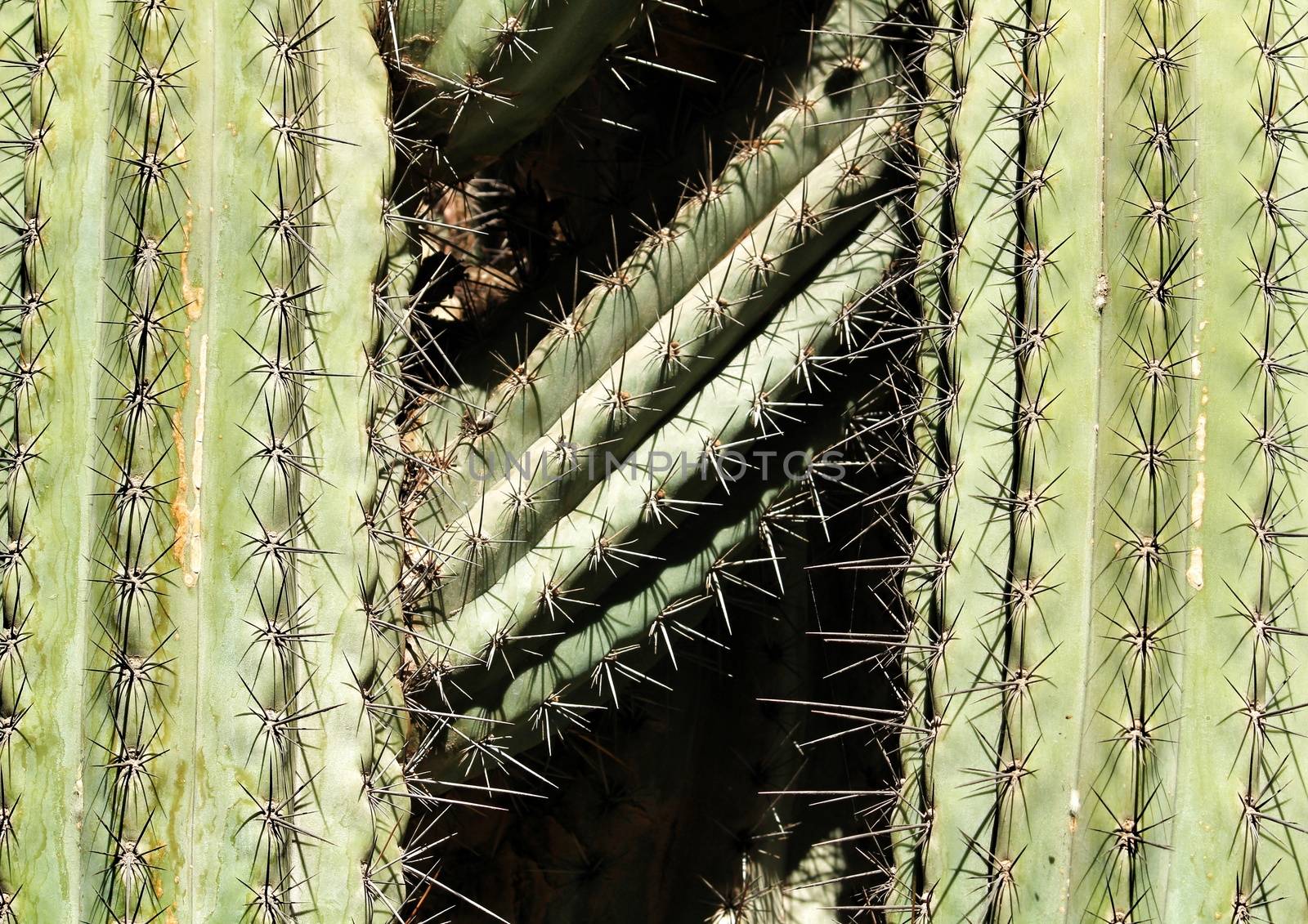 Carnegiea gigantea cactus texture in the garden under the sun