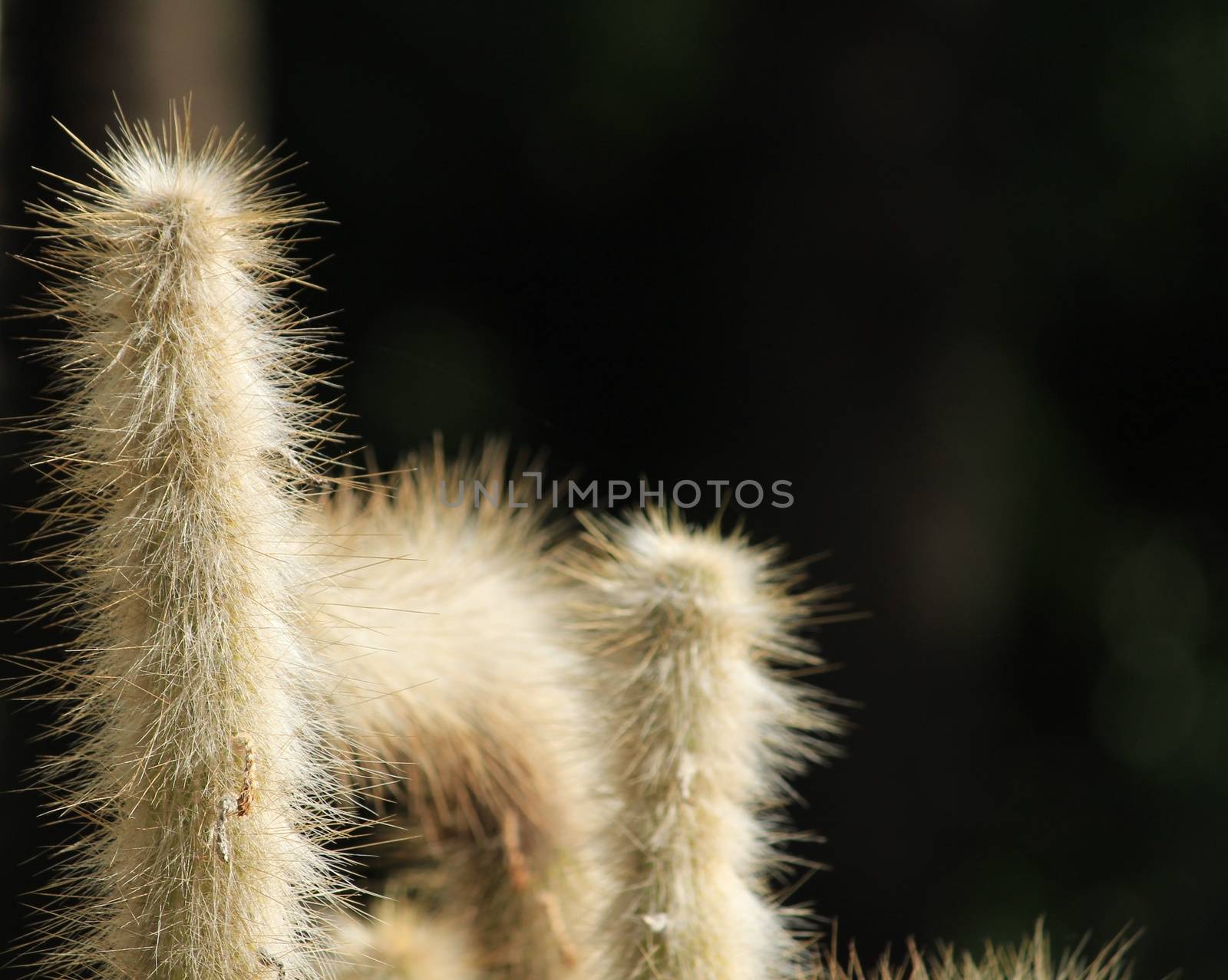 Cleistocactus Strausii cactus plant in Huerto del Cura garden in Elche in Autumn