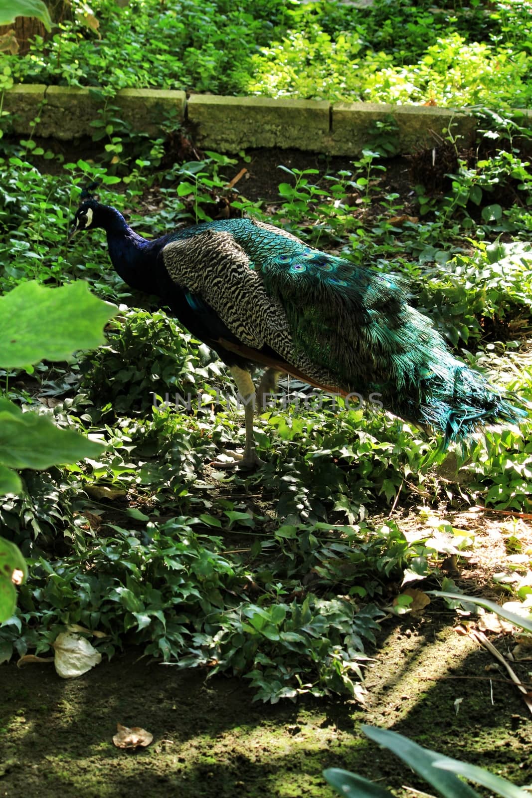 Colorful peacocks at Reina Sofia park in Guardamar, Alicante, Spain