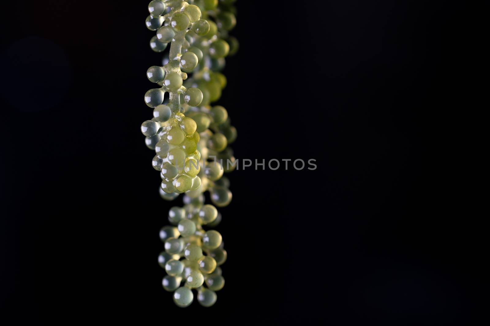 Umi caviar seaweed or green caviar or sea grapes seaweed over black background, healthy sea food.