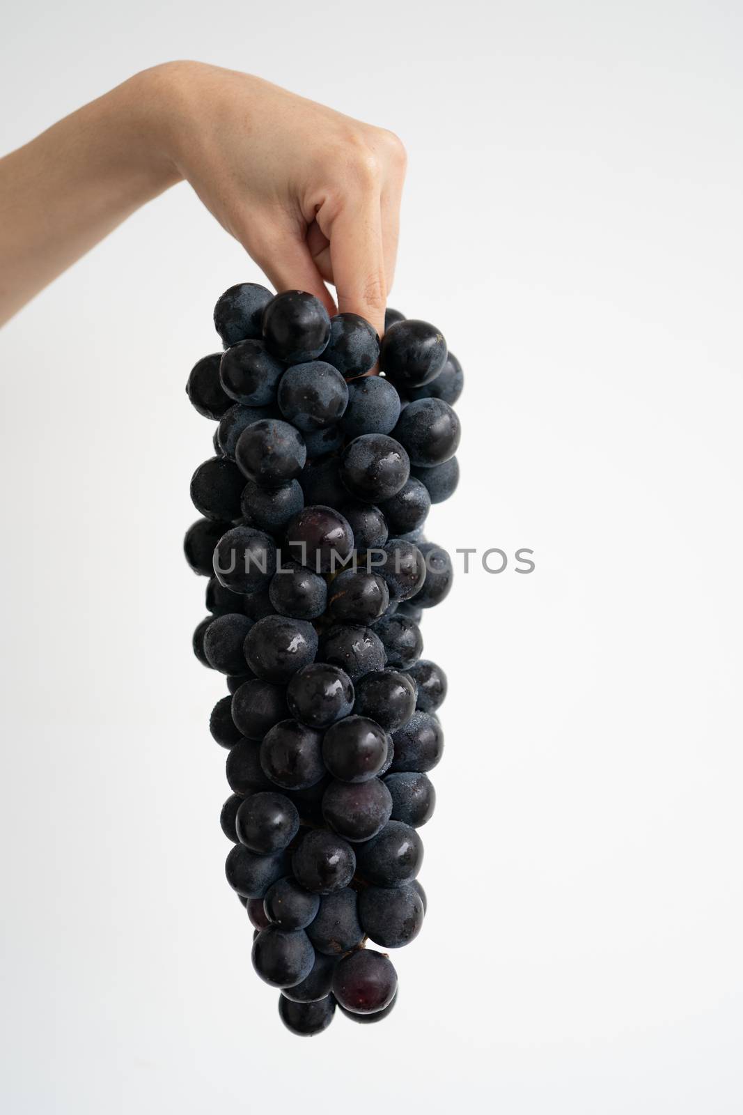 Fresh bunch of purple black grapes on hand over white background. Kyoho Grape.