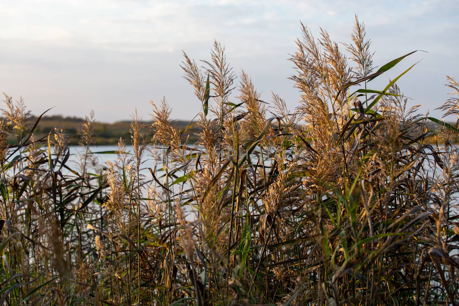 Phragmites australis, common reed - dense thickets in the daylight, lake scenery in the blurred background.