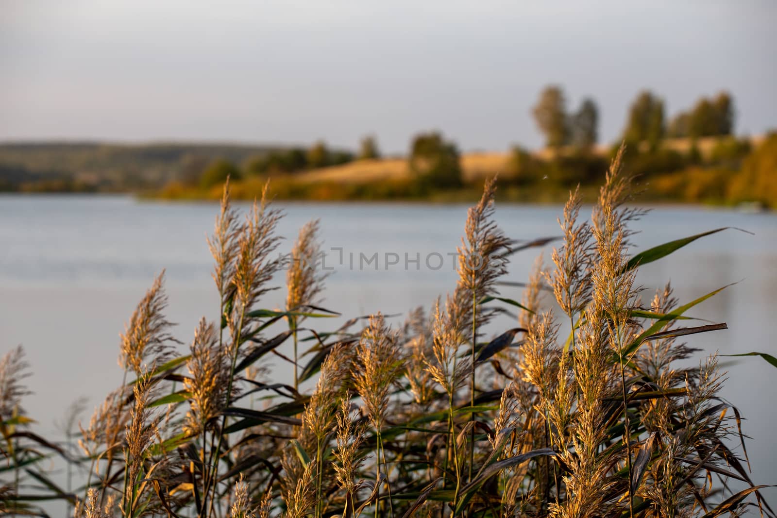 Phragmites australis, common reed - dense thickets in the daylight, lake scenery in the blurred background.