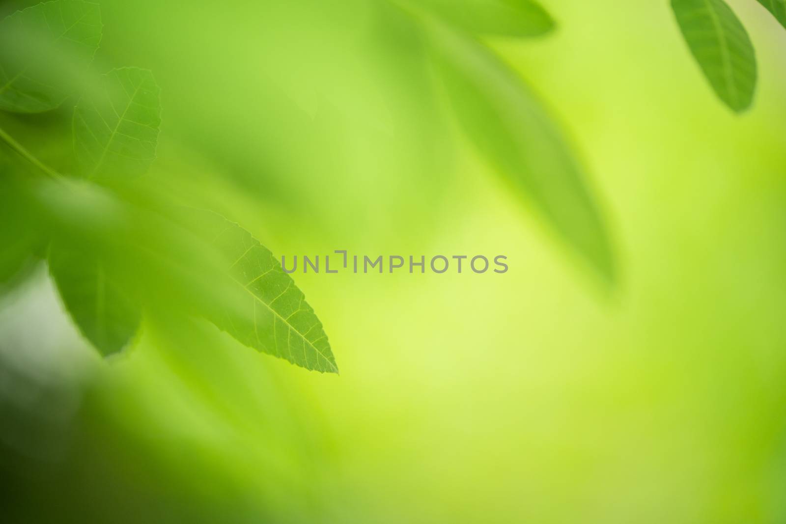 green leaf on nature greenery by antpkr
