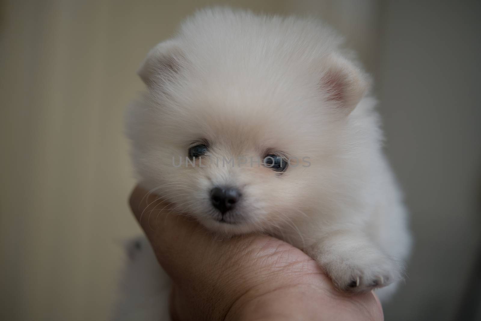 Pomeranian baby dog on my hand