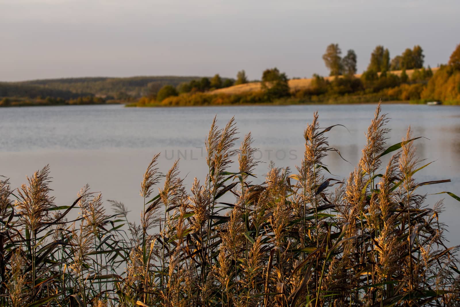Phragmites australis, common reed - dense thickets in the daylight, lake scenery in the blurred background.