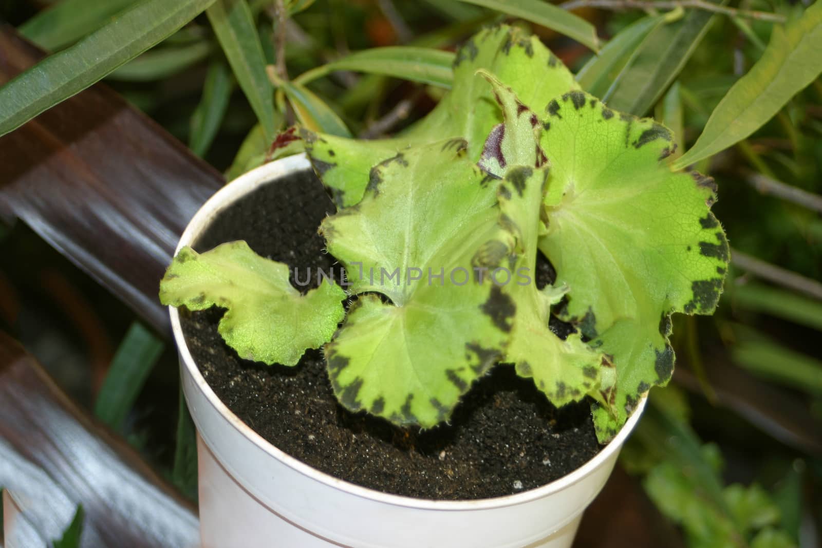 Green Rex Begonia "Baby dress" foliage potted house plant. Light green, spiraled leaves, are edged with a medium brown, variegated band of color.