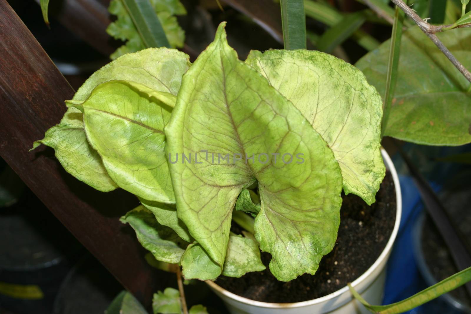 Syngonium "Butterfly Allusion" vine potted house plant.