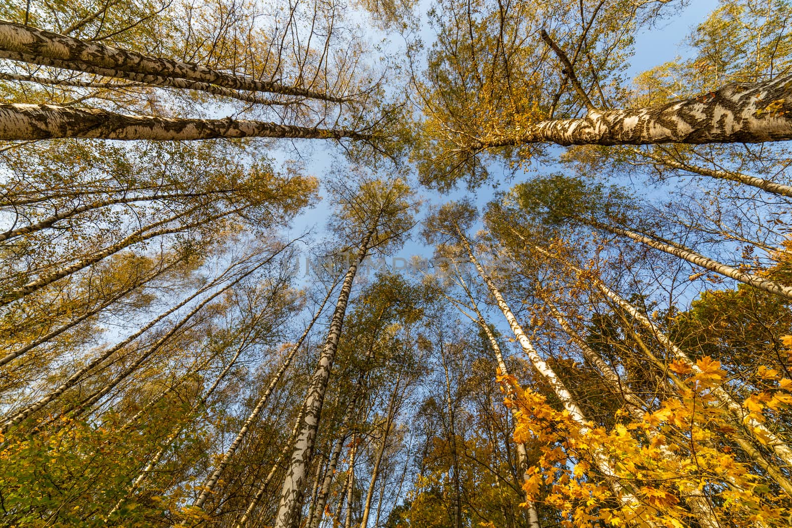 Tree tops in the autumn forest, view from the bottom upward on blue sky background. Dry autumnal leaves background, golden birch tree foliage, autumn park, fall nature.