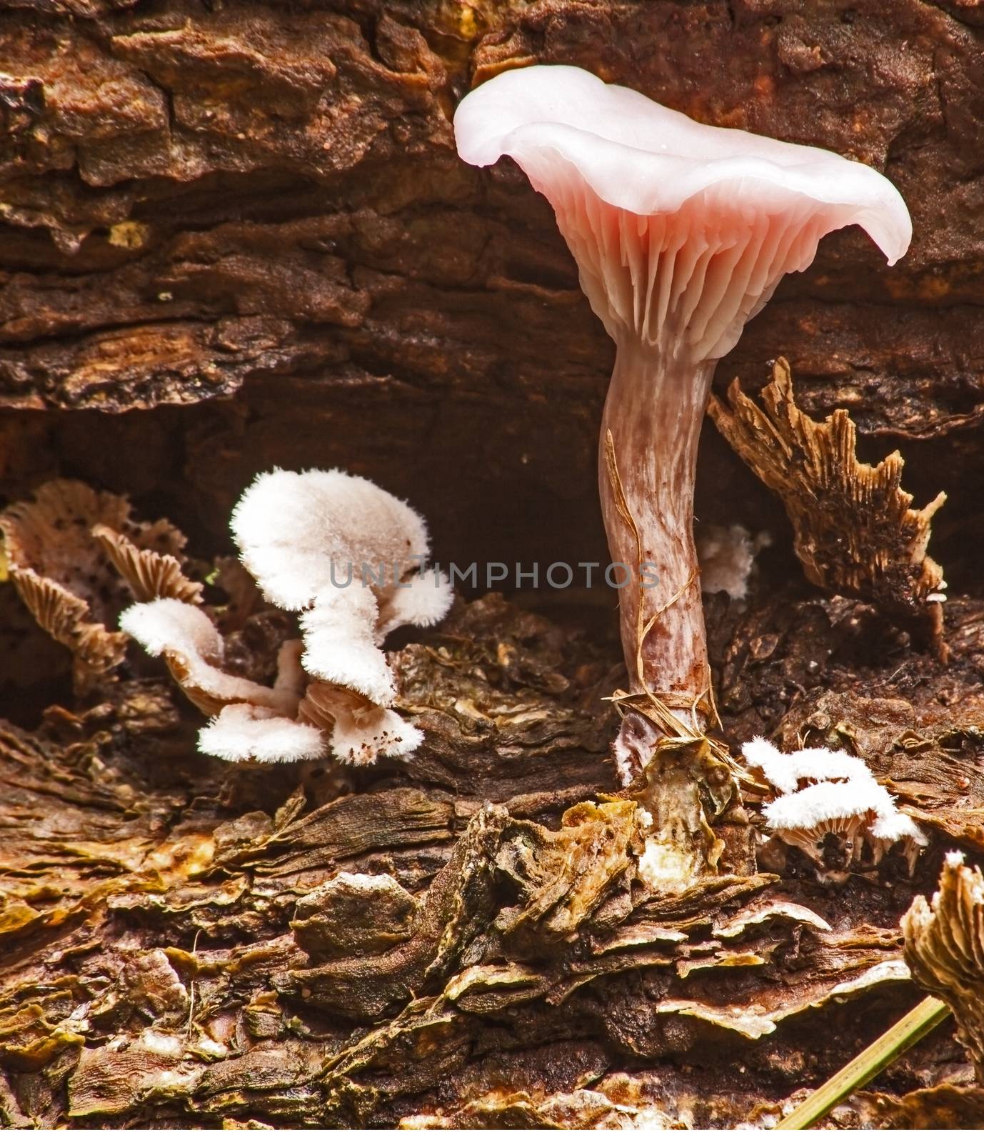 Wild mushroom 8589 by kobus_peche