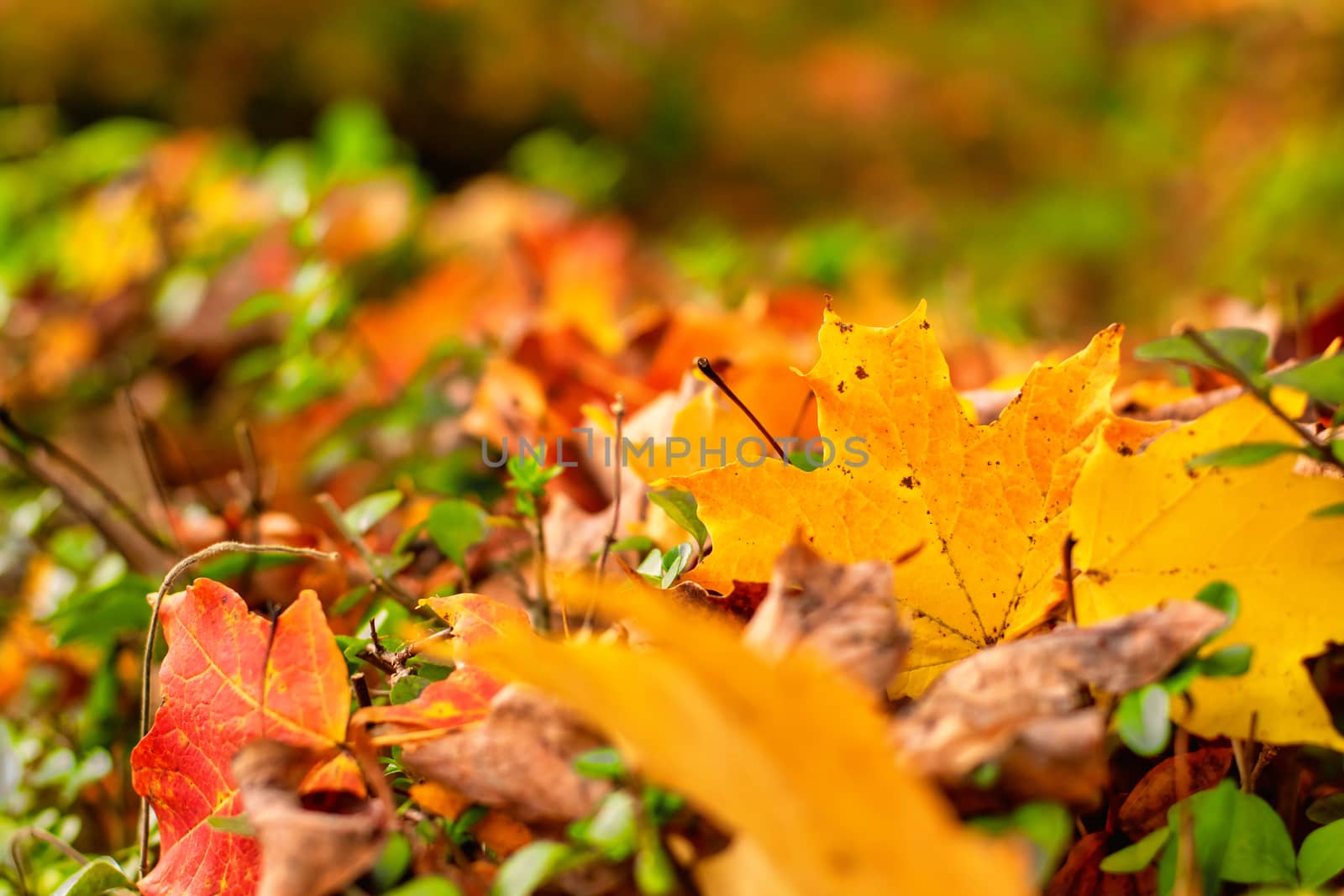 A Bright Yellow Leaf in a Pile of Autumn Leaves by bju12290
