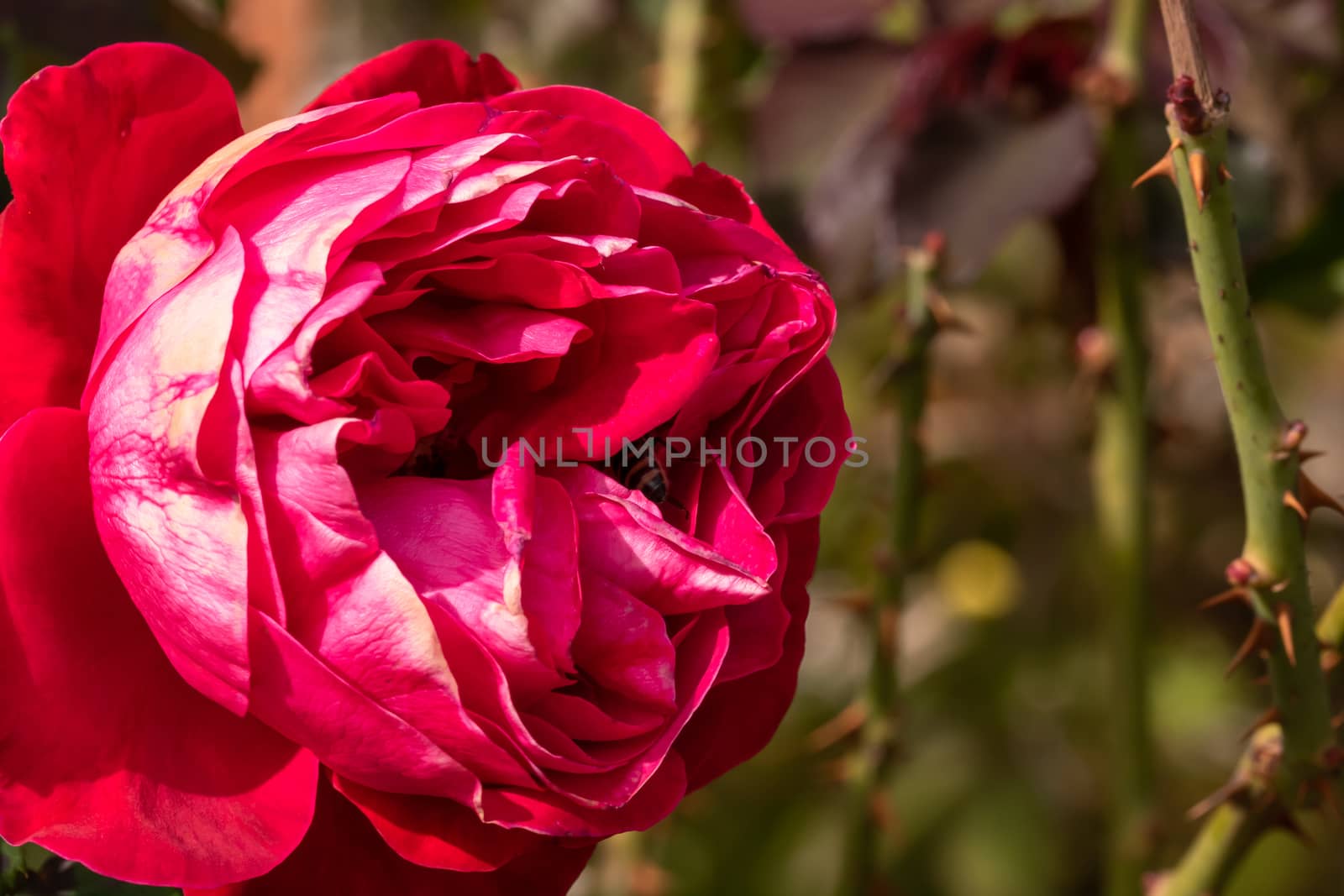 Delicate colorful rose isolated in garden with copy space. Rose isolated background wallpaper.