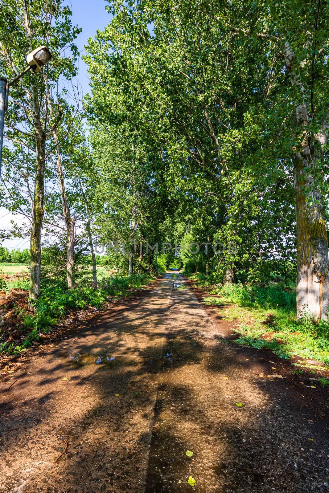 Way through a row of trees on a sunny day after rain. by vladispas