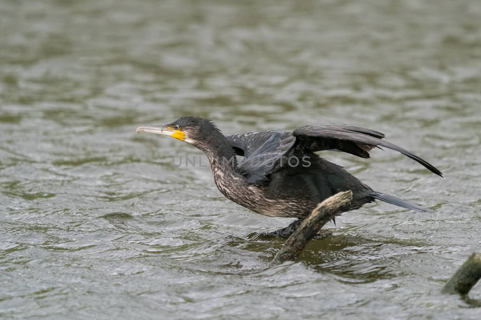 great black cormorant drying its plumage after fishing