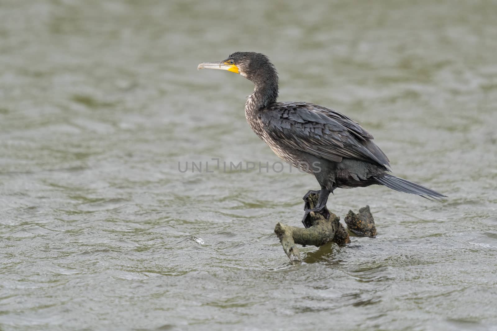 great black cormorant drying its plumage after fishing by EduardoMT