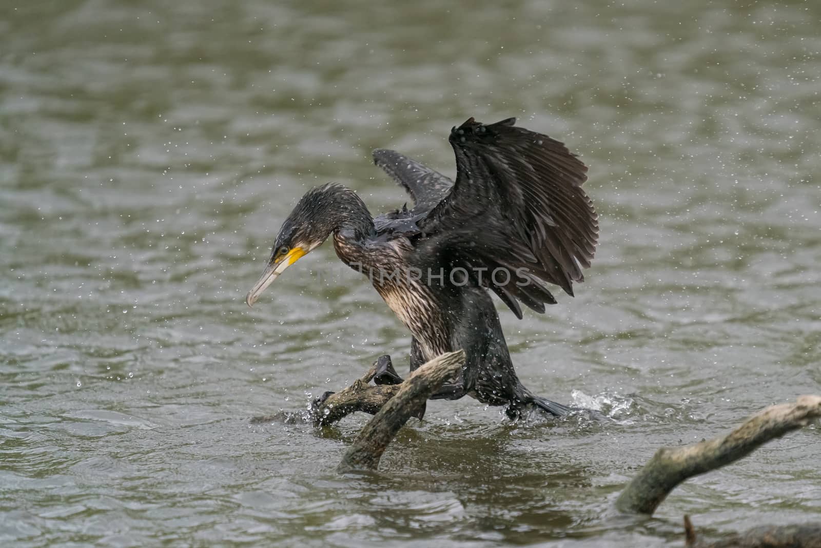 great black cormorant drying its plumage after fishing