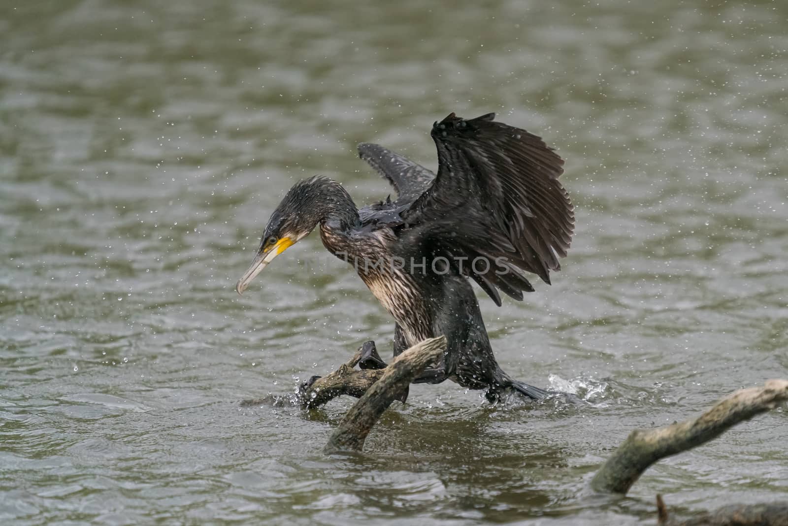 great black cormorant drying its plumage after fishing