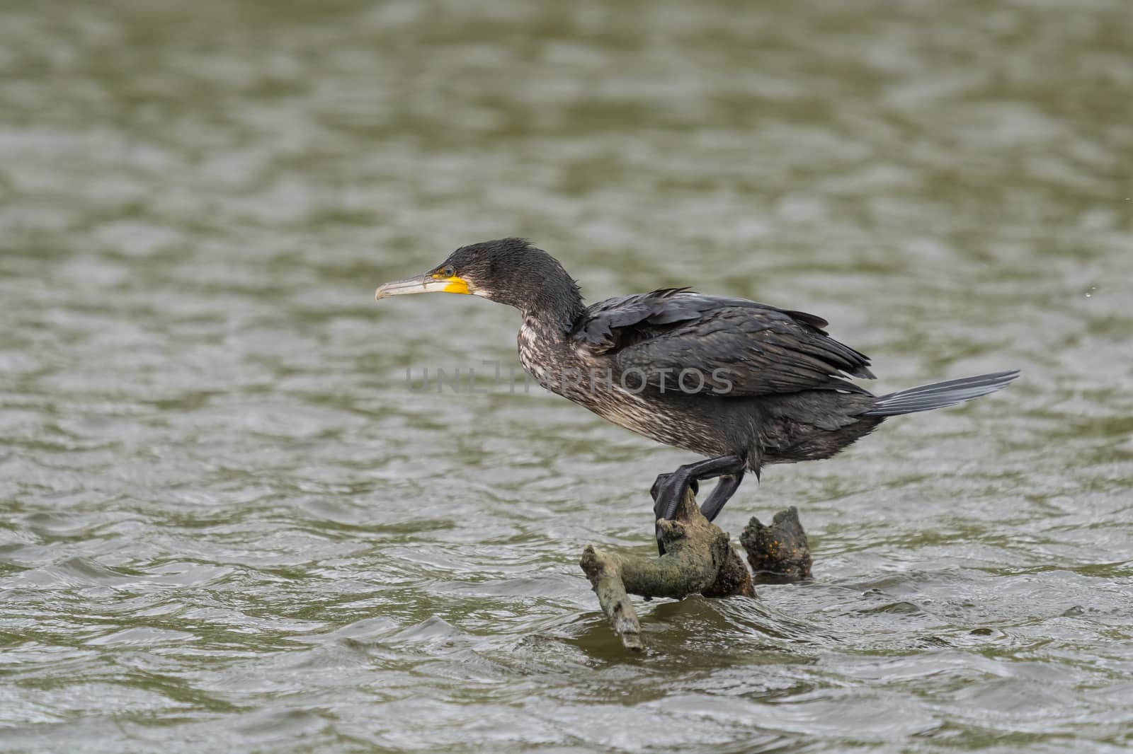 great black cormorant drying its plumage after fishing