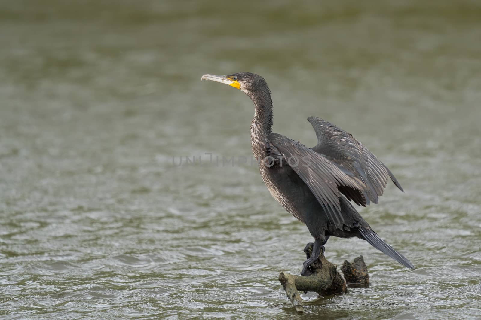 great black cormorant drying its plumage after fishing