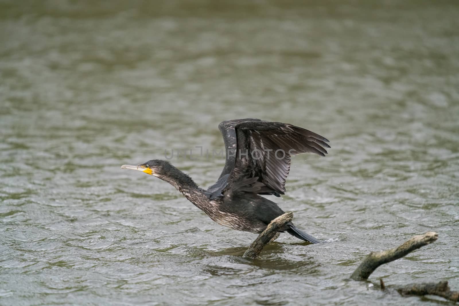 great black cormorant drying its plumage after fishing by EduardoMT