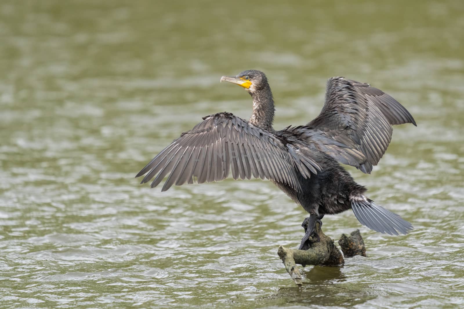 great black cormorant drying its plumage after fishing by EduardoMT