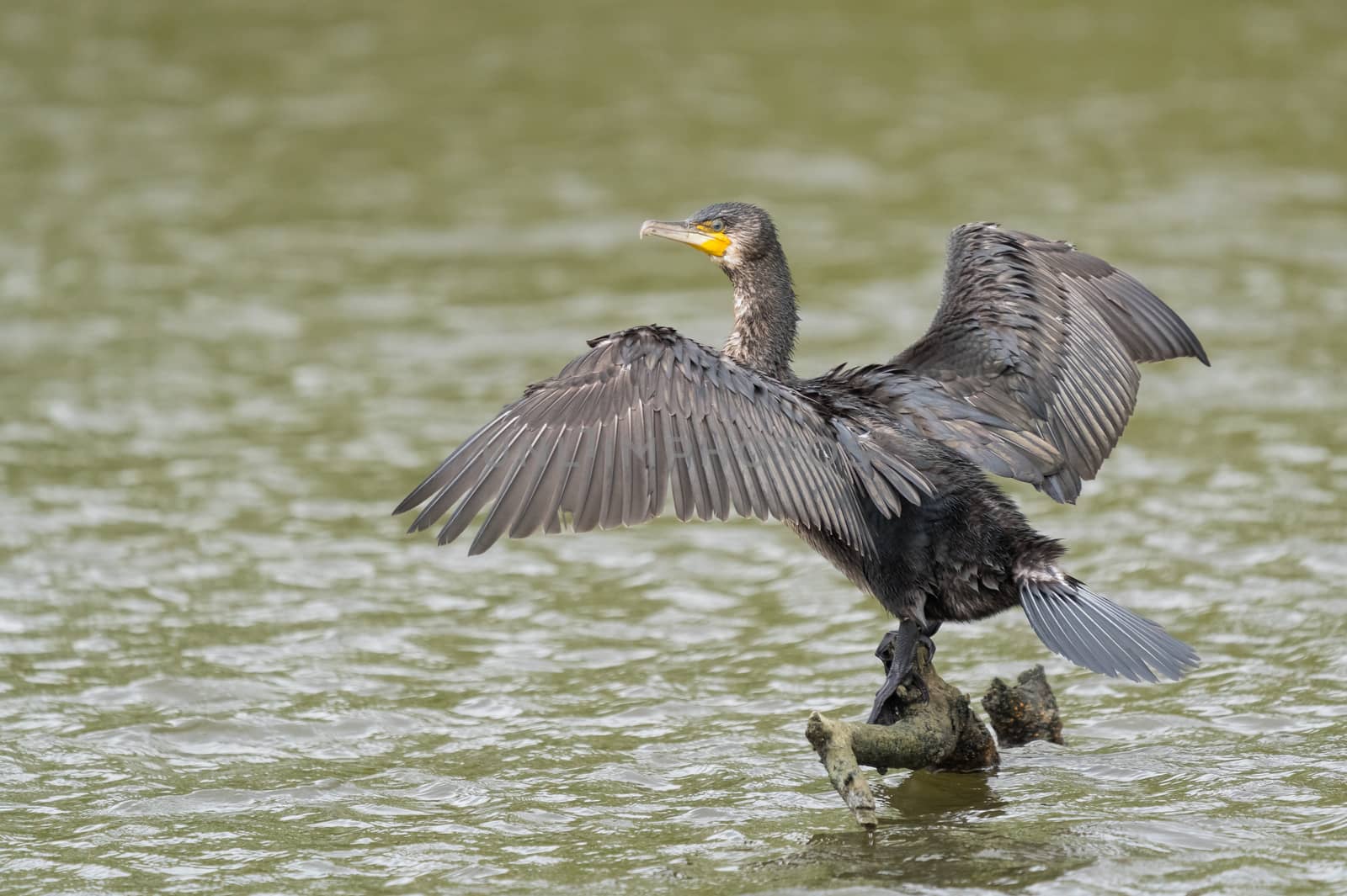 great black cormorant drying its plumage after fishing