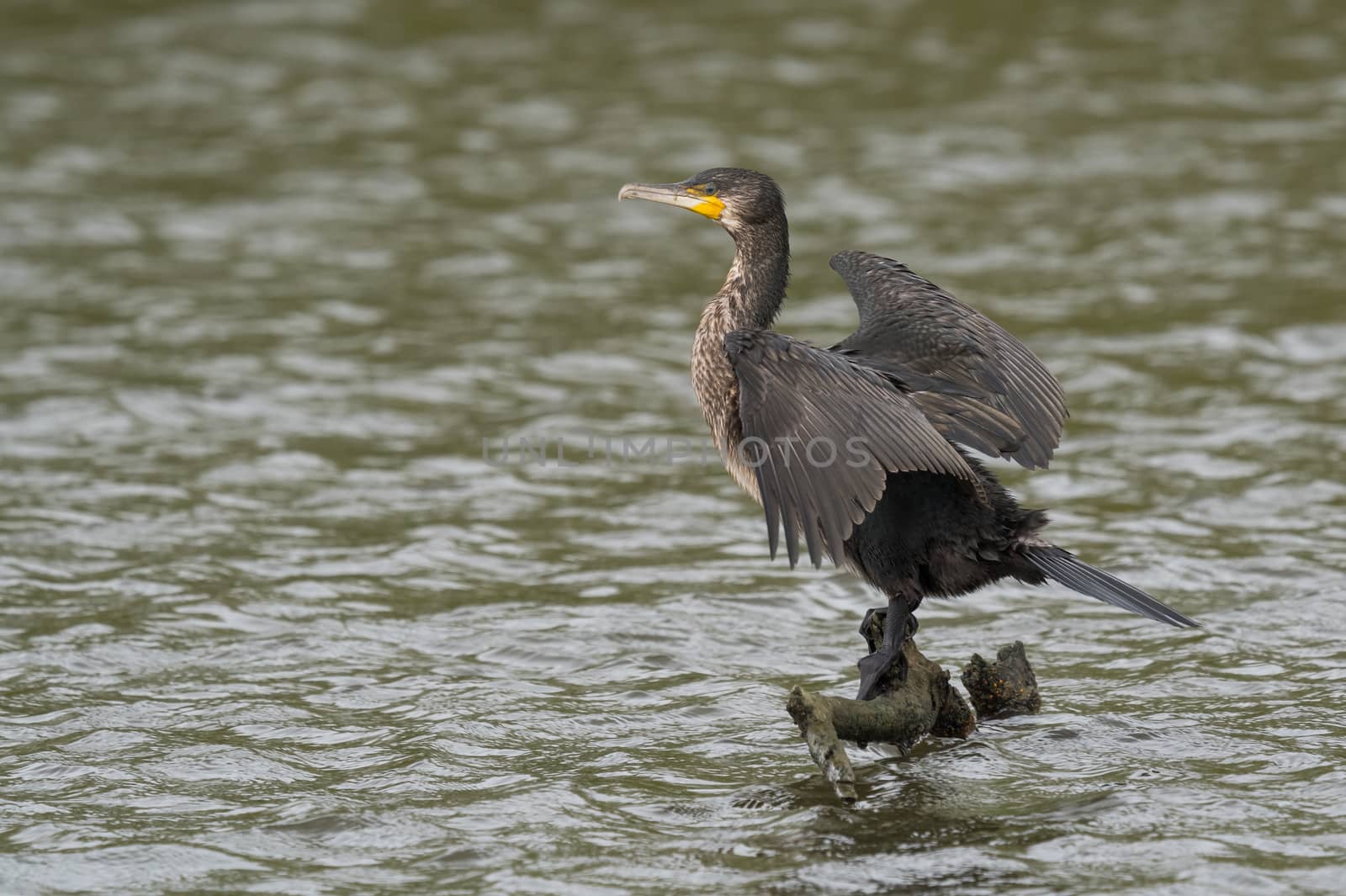 great black cormorant drying its plumage after fishing