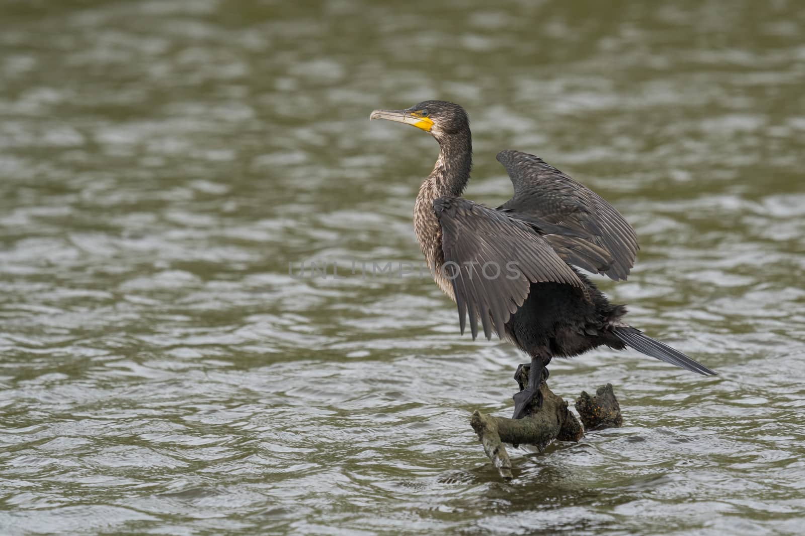 great black cormorant drying its plumage after fishing by EduardoMT