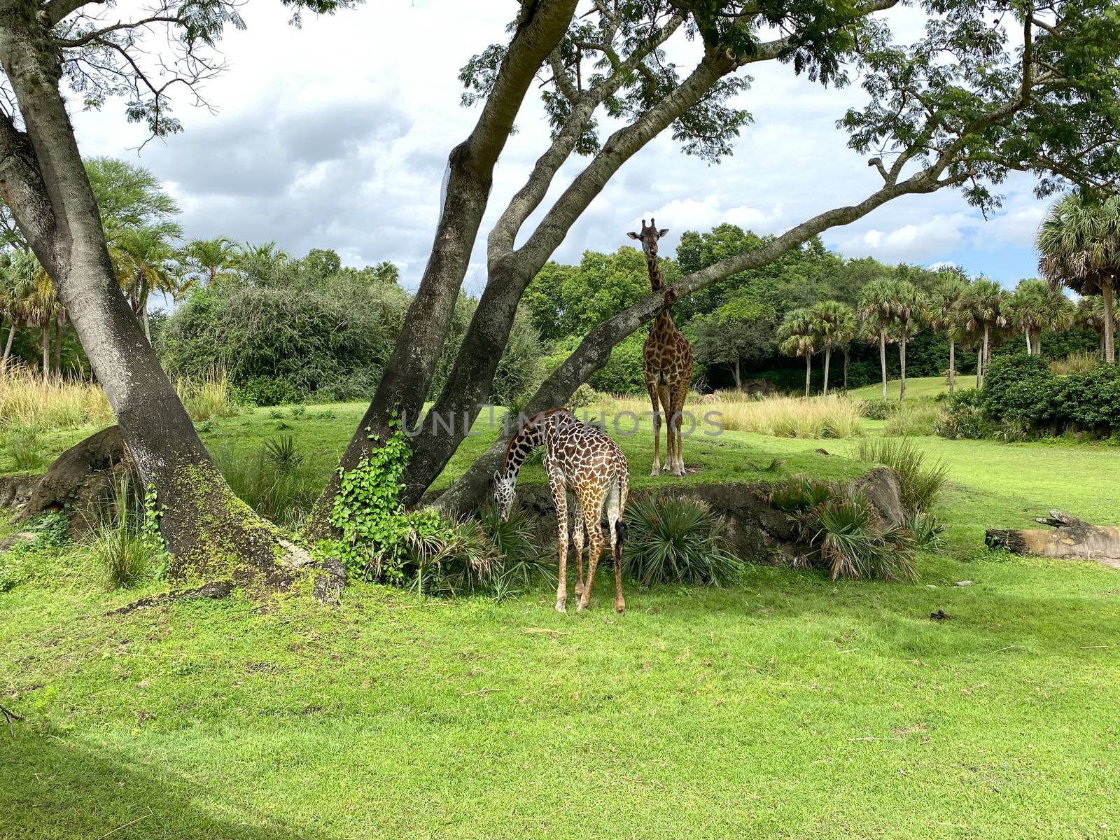A tower of Giraffes grazing on trees on a savannah at a zoo by Jshanebutt