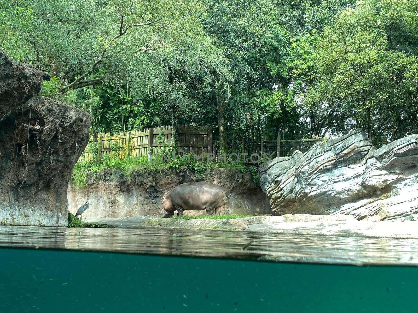 A Hippopotamus at a zoo near a pond on a bright sunny day.