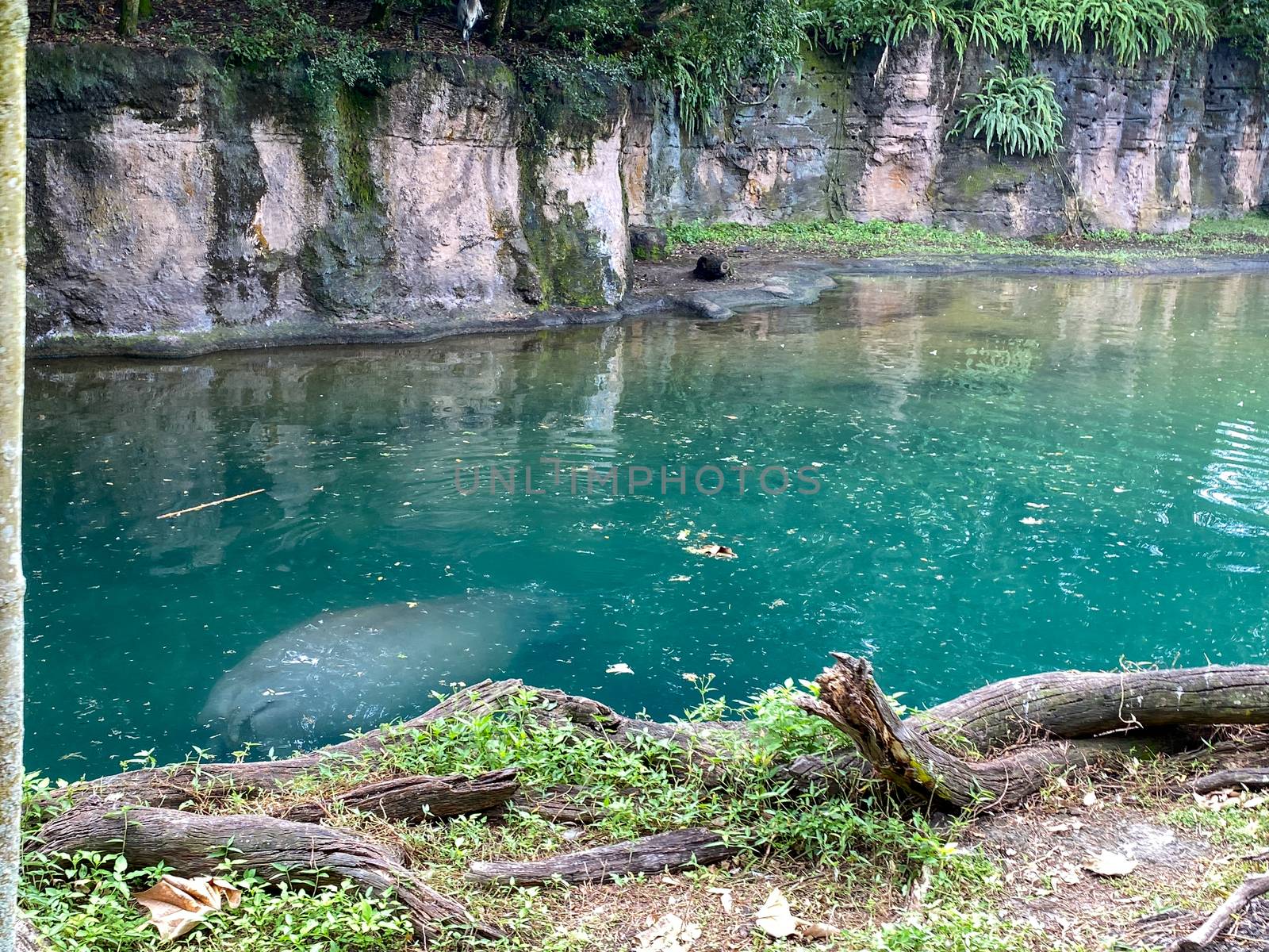 A bloat Hippopotamus at a zoo in a pond by Jshanebutt