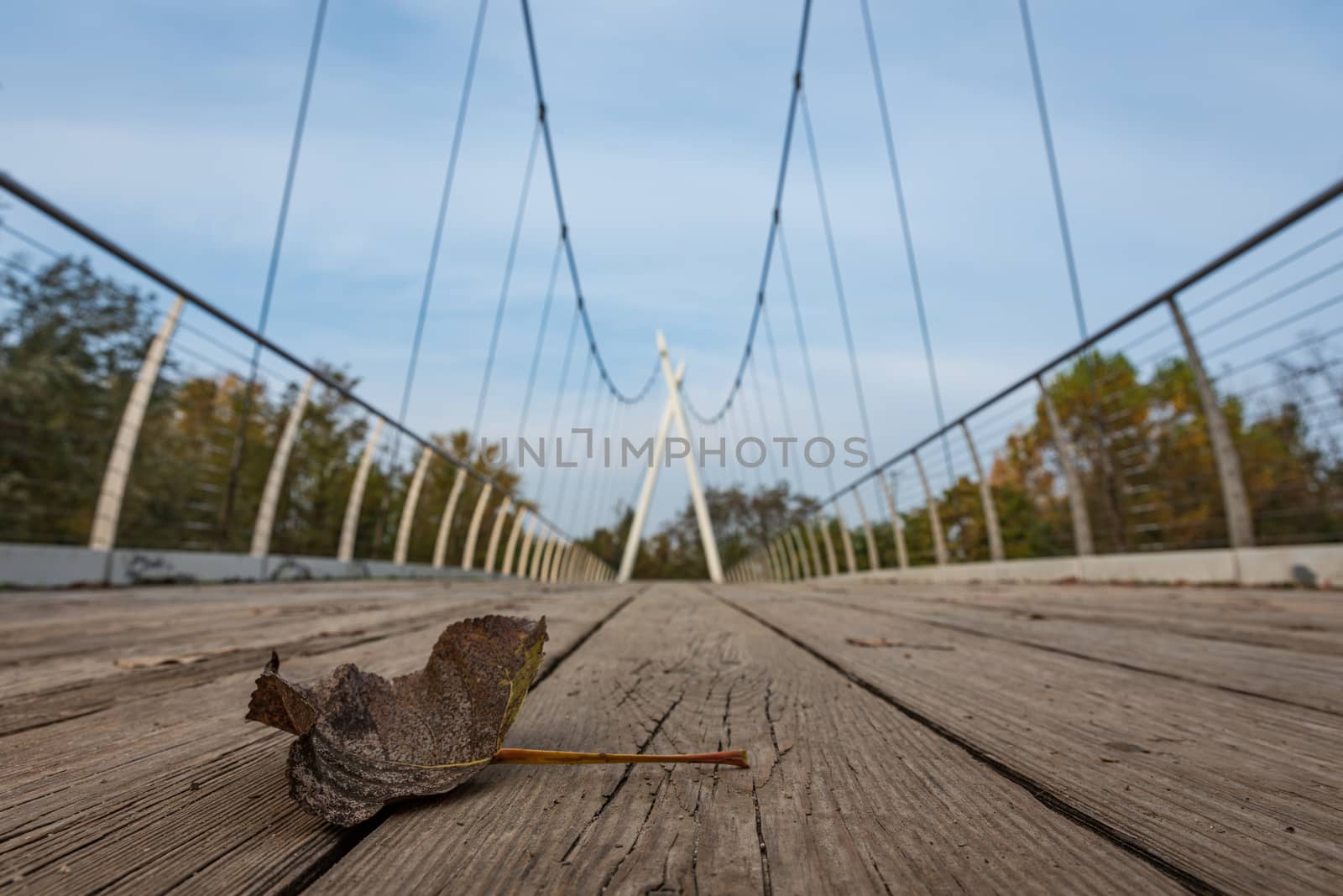 A fallen leaf on a wood and metal bridge on an autumn morning, close-up with blurred background