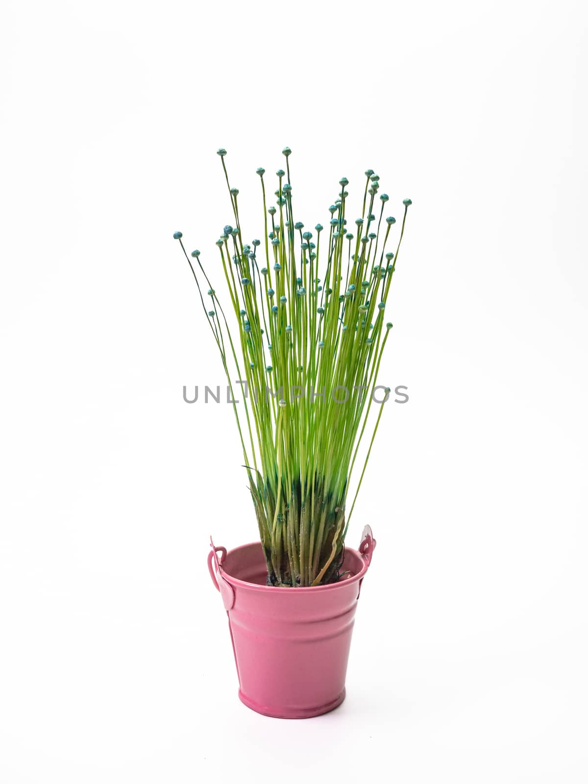 The Lachnocaulon bog button flower plant (La Ong Dao) in small pink pot by phasuthorn