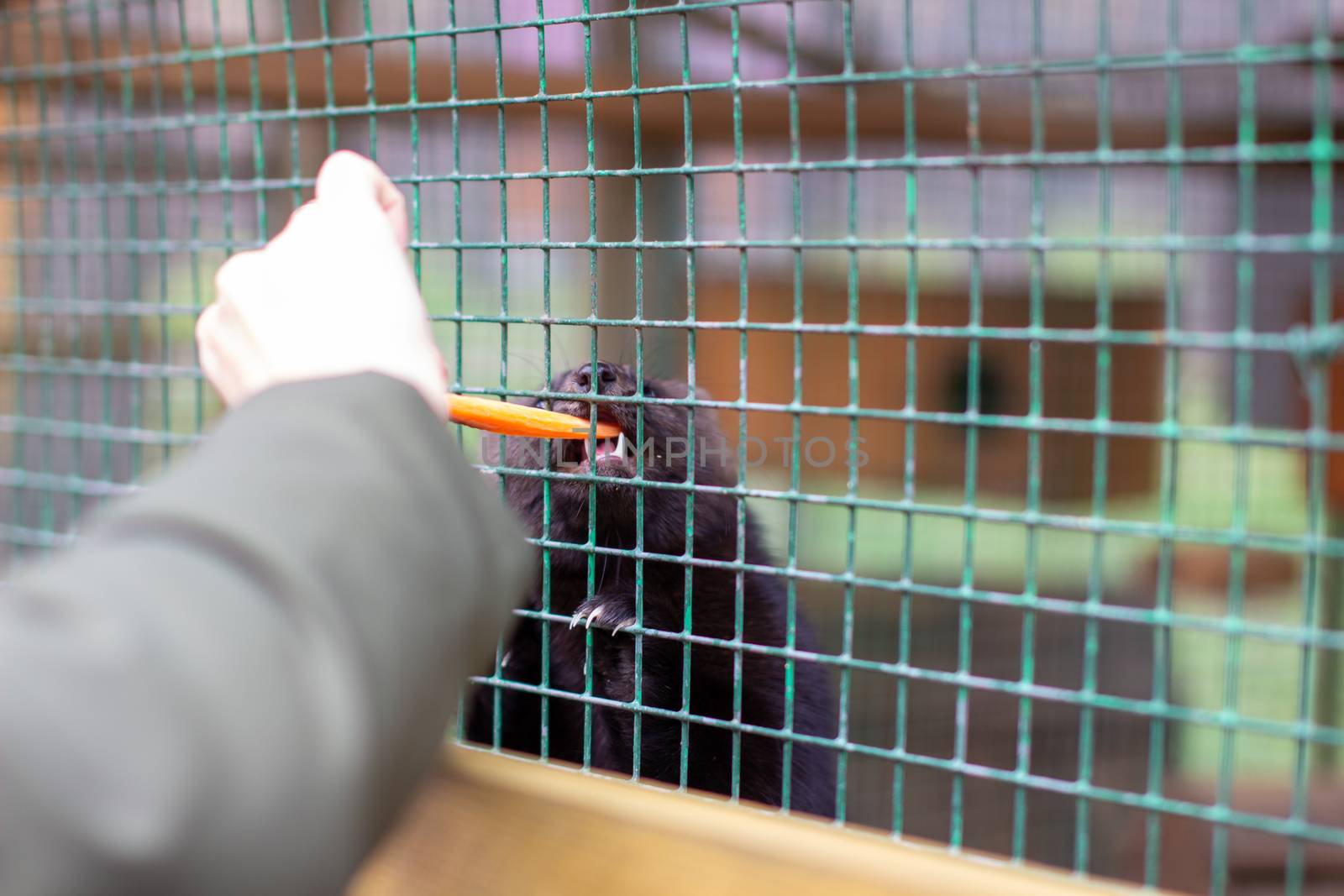 A man feeds a small animal European mink in a cage, through the bars, in the zoo.