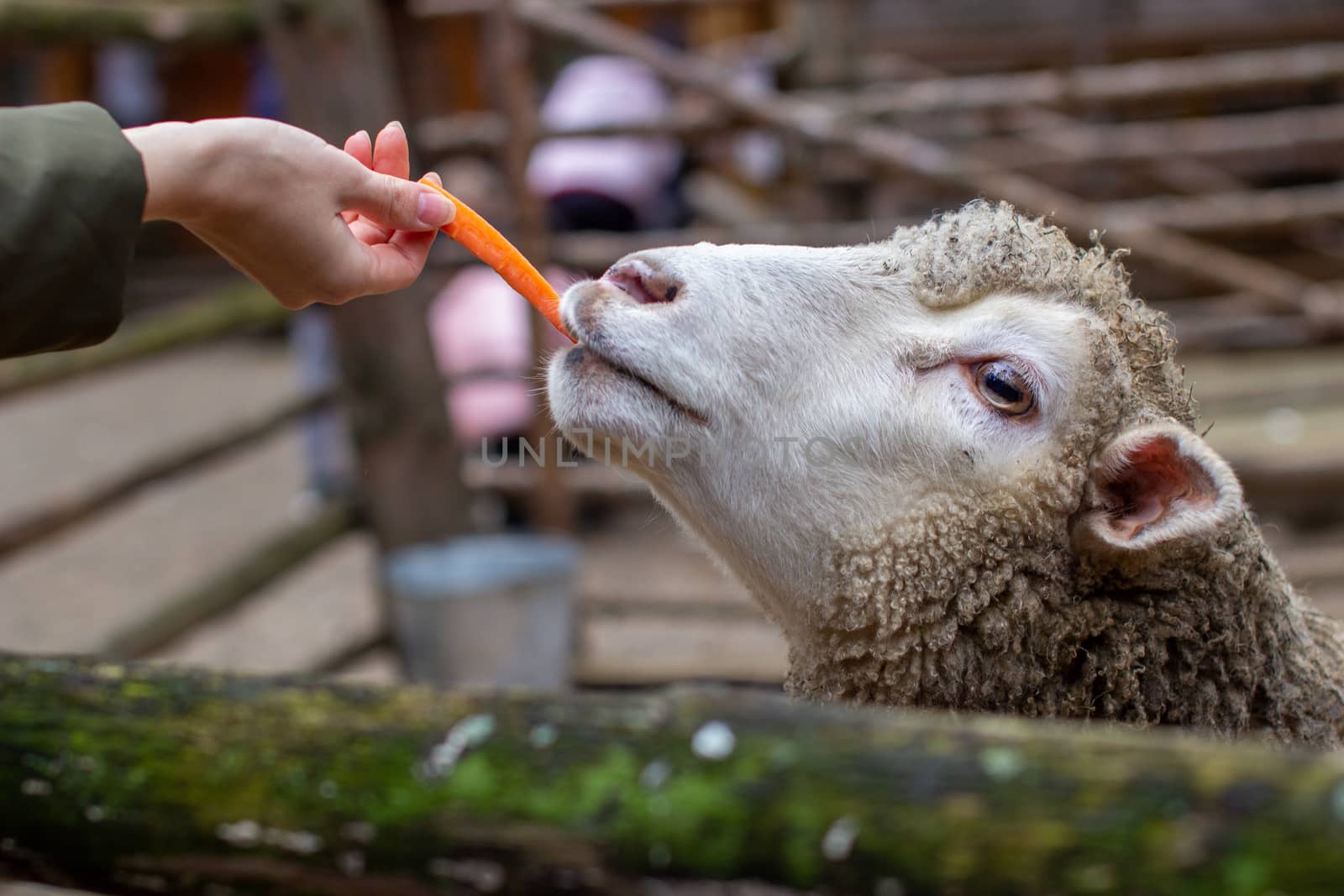 A man feeds white sheep over a fence. Sheep poke their heads through a gap in a wooden fence