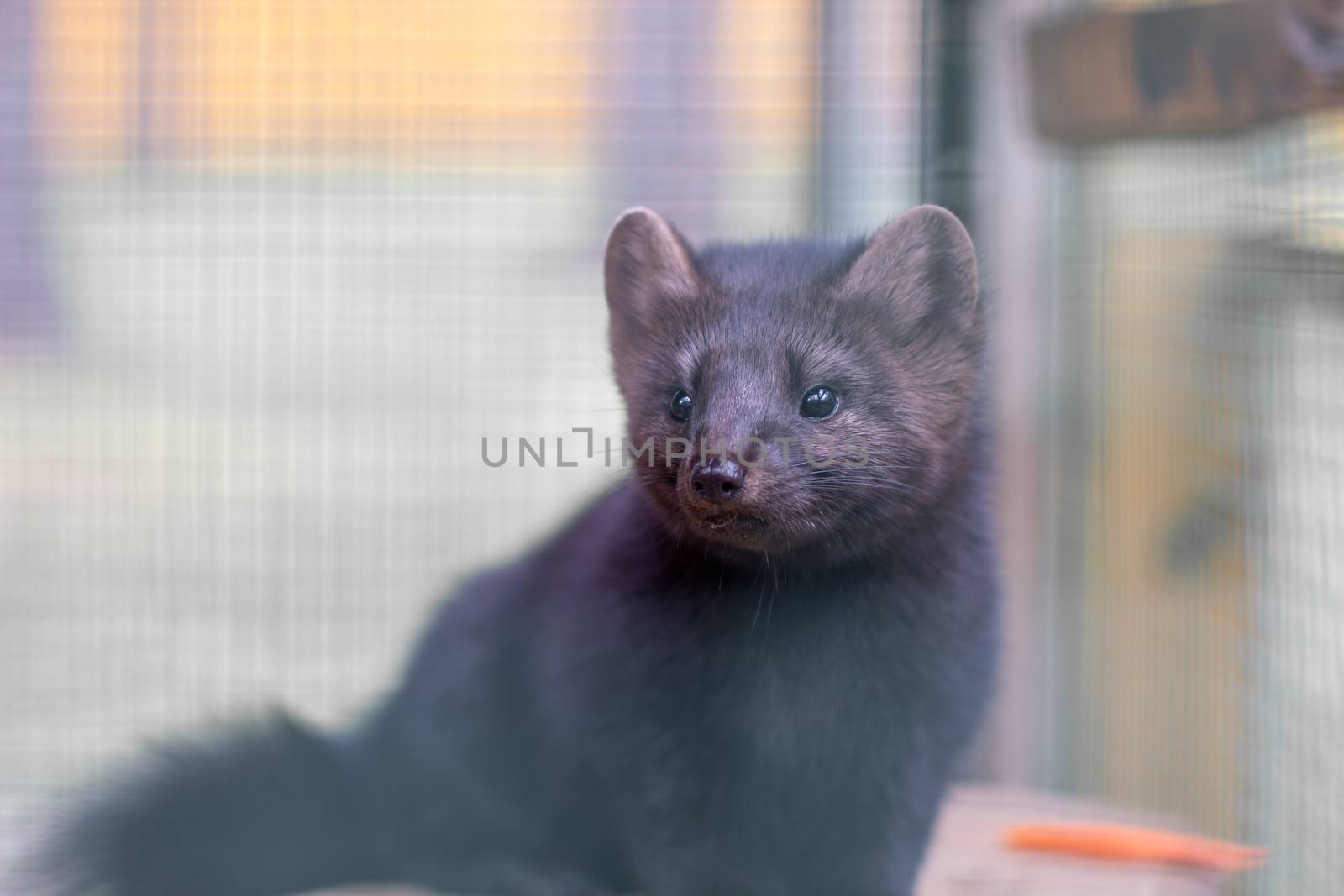 Small black animal European mink in a cage, behind bars. High quality photo