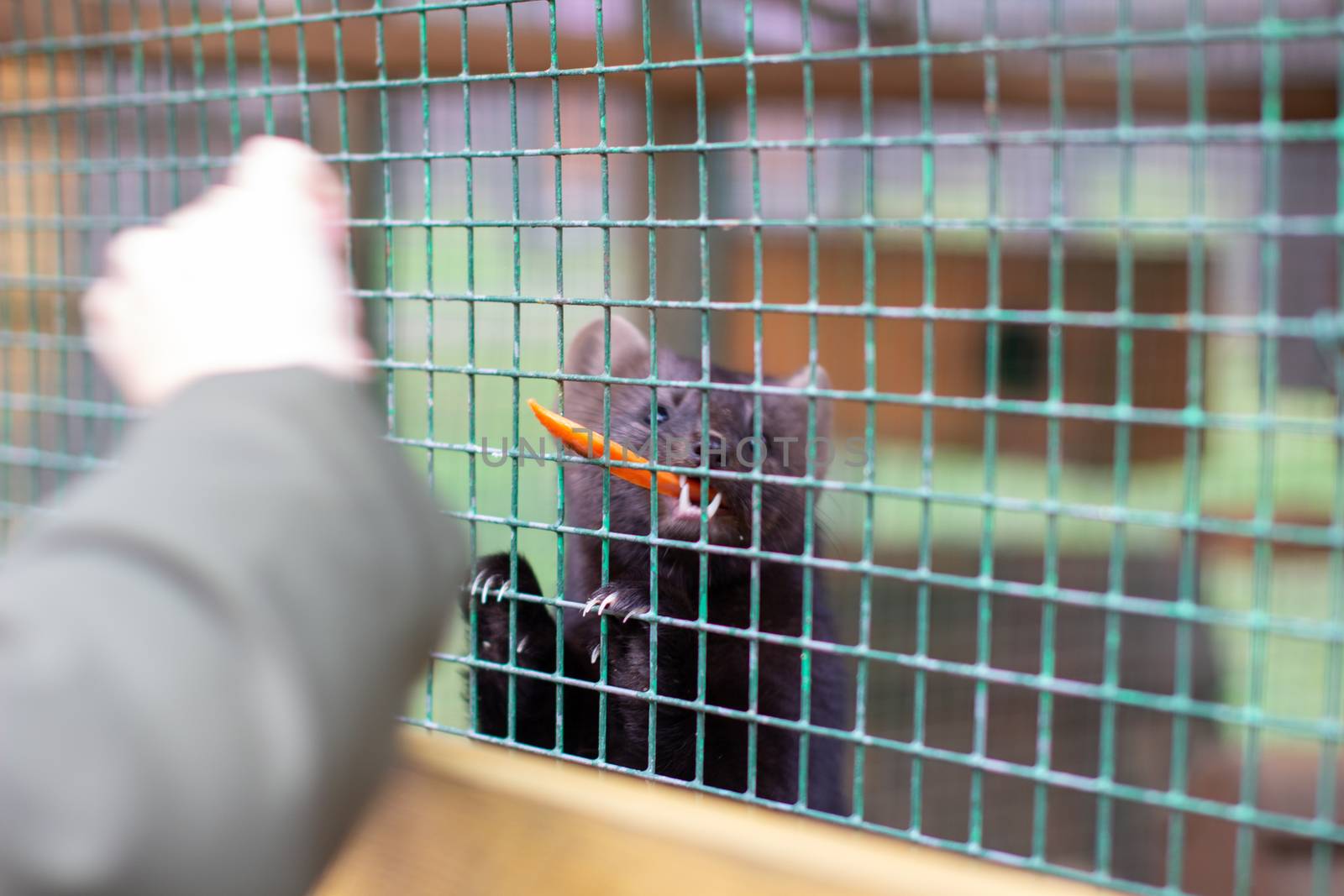 A man feeds a small animal European mink in a cage, through the bars, in the zoo.