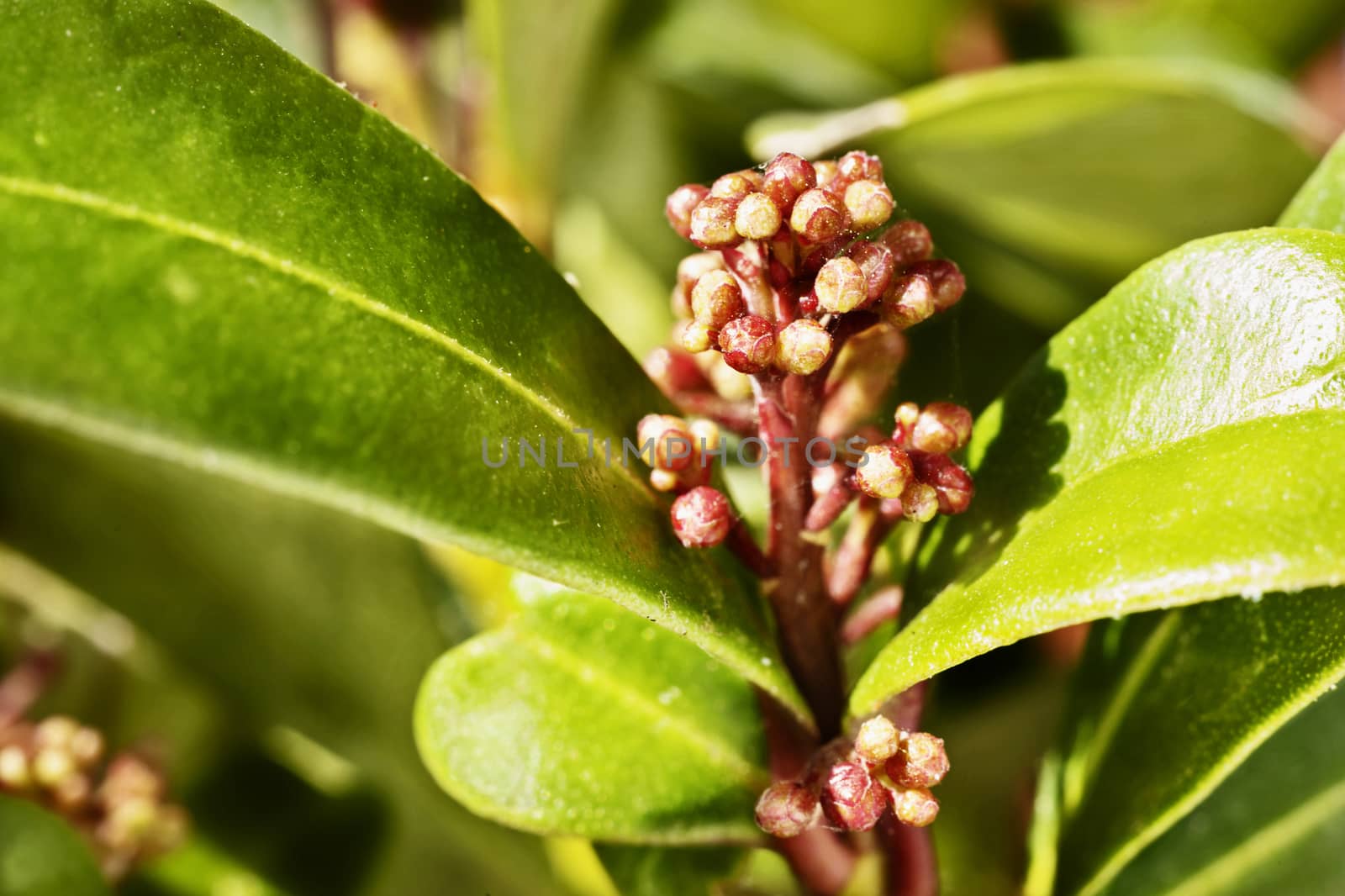 Flowering plant of Japanese skimmia , green glossy leaves with round red fruits in a bright sunny day