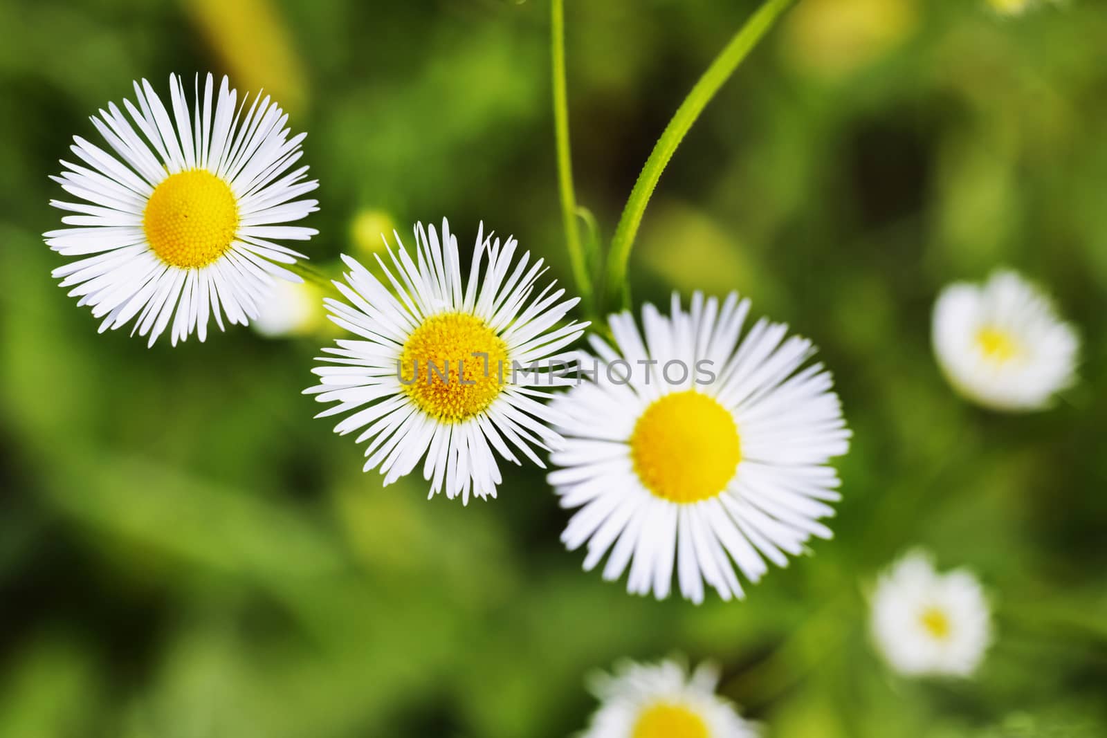 Beautiful daisies on green lawn background , white ray florets and yellow round flower  ,macro photography