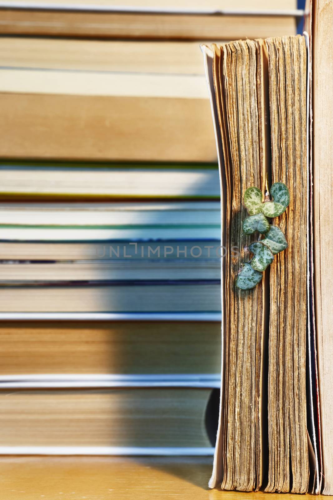 Fresh  leaves of ceropegia plant between old book pages ona wooden table , the green and purple leaves are shaped like hearts , in the background books out of focus