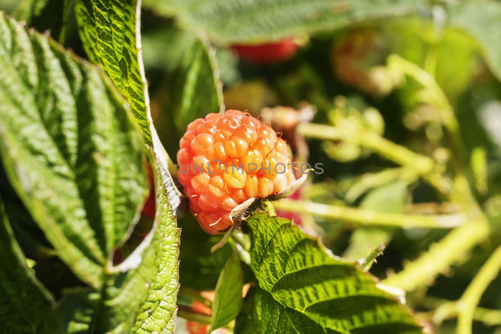 Ripe red raspberry in a vegetable garden ,red fruit with bright green leaves 