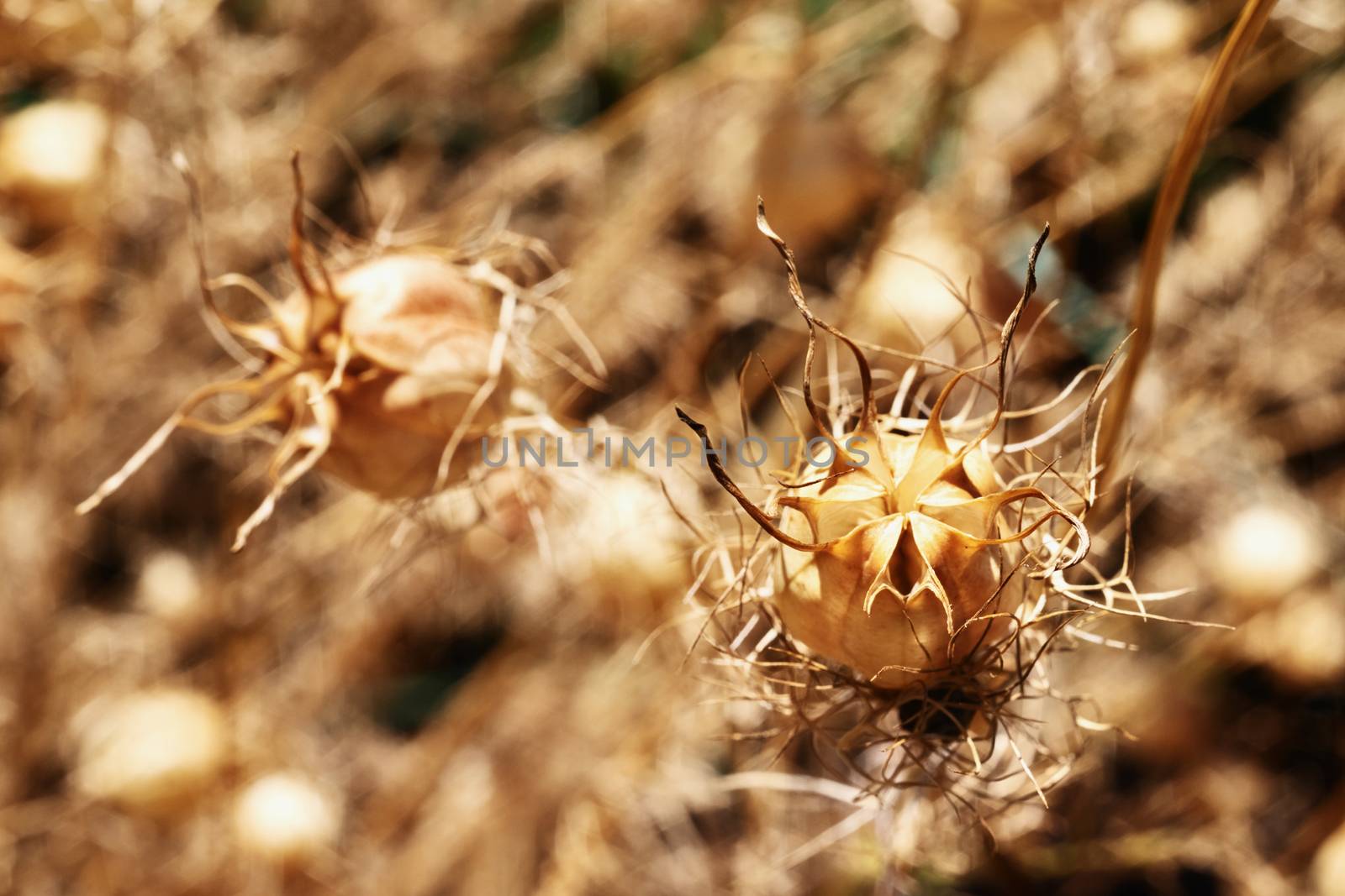 Brown dried seeds of nigella damascena flower , also called ragged lady plant  or love-in-a-mist 