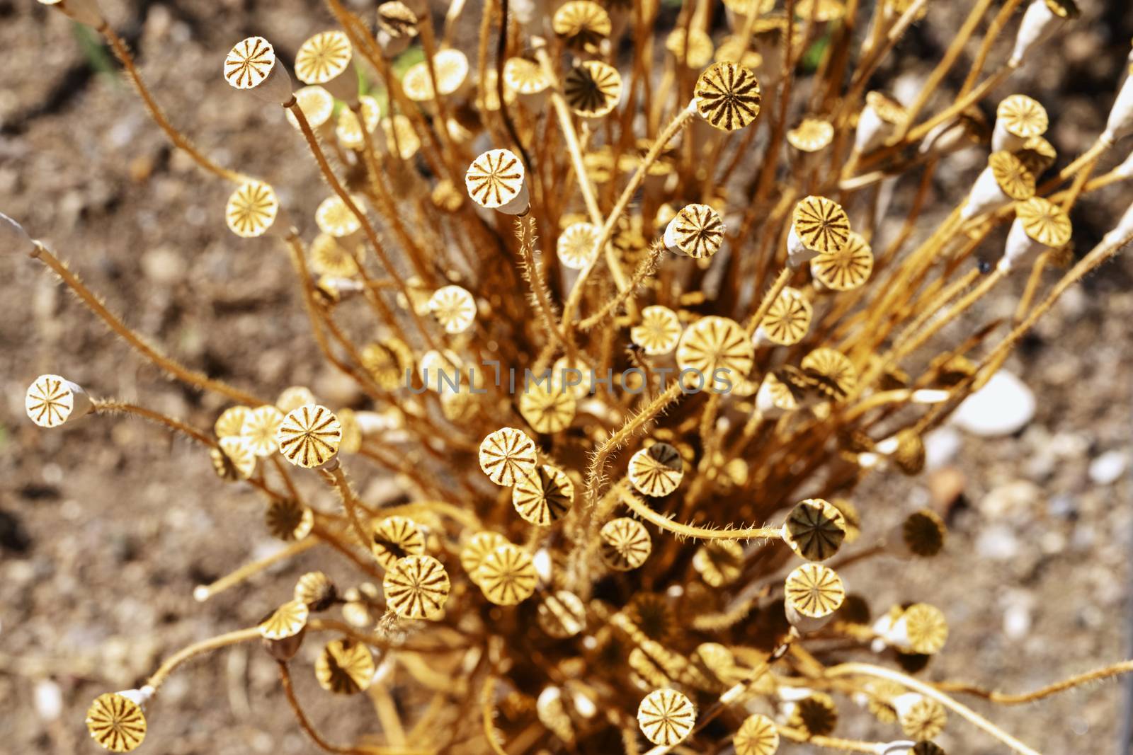 Beautiful capsules of common poppy -papaver rhoeas or corn poppy -, long dry  stems with seed pots with stigma