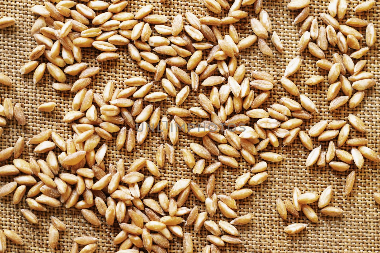 Brown grains of spelt on brown cloth background , spelt also known as dinkel wheat or hulled wheat 